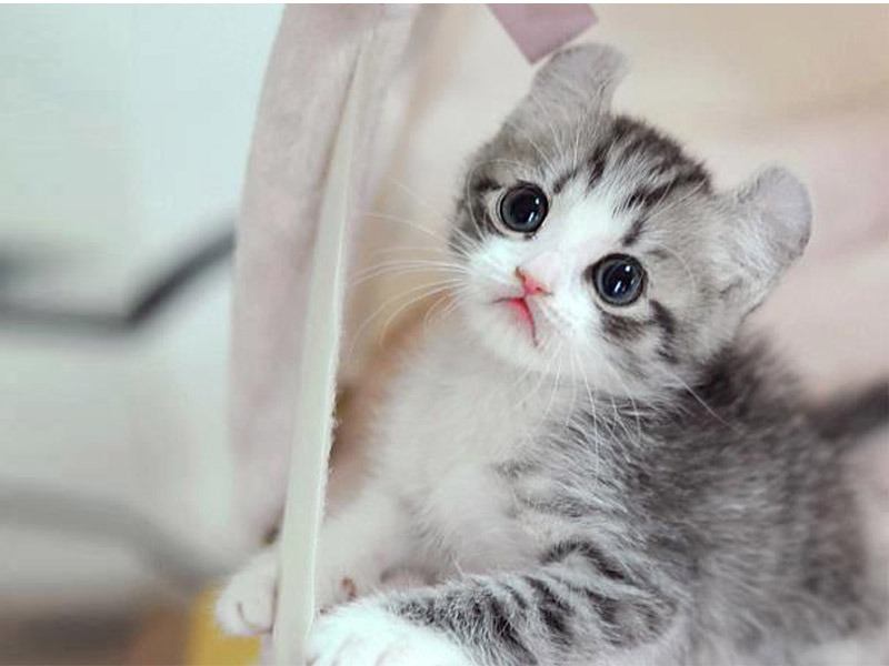 50 Gambar DP BBM Kucing Lucu, Imut & Gemesin Berbagai Gadget