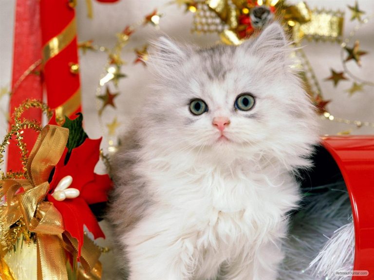 50 Gambar DP BBM Kucing Lucu, Imut & Gemesin | Berbagai Gadget