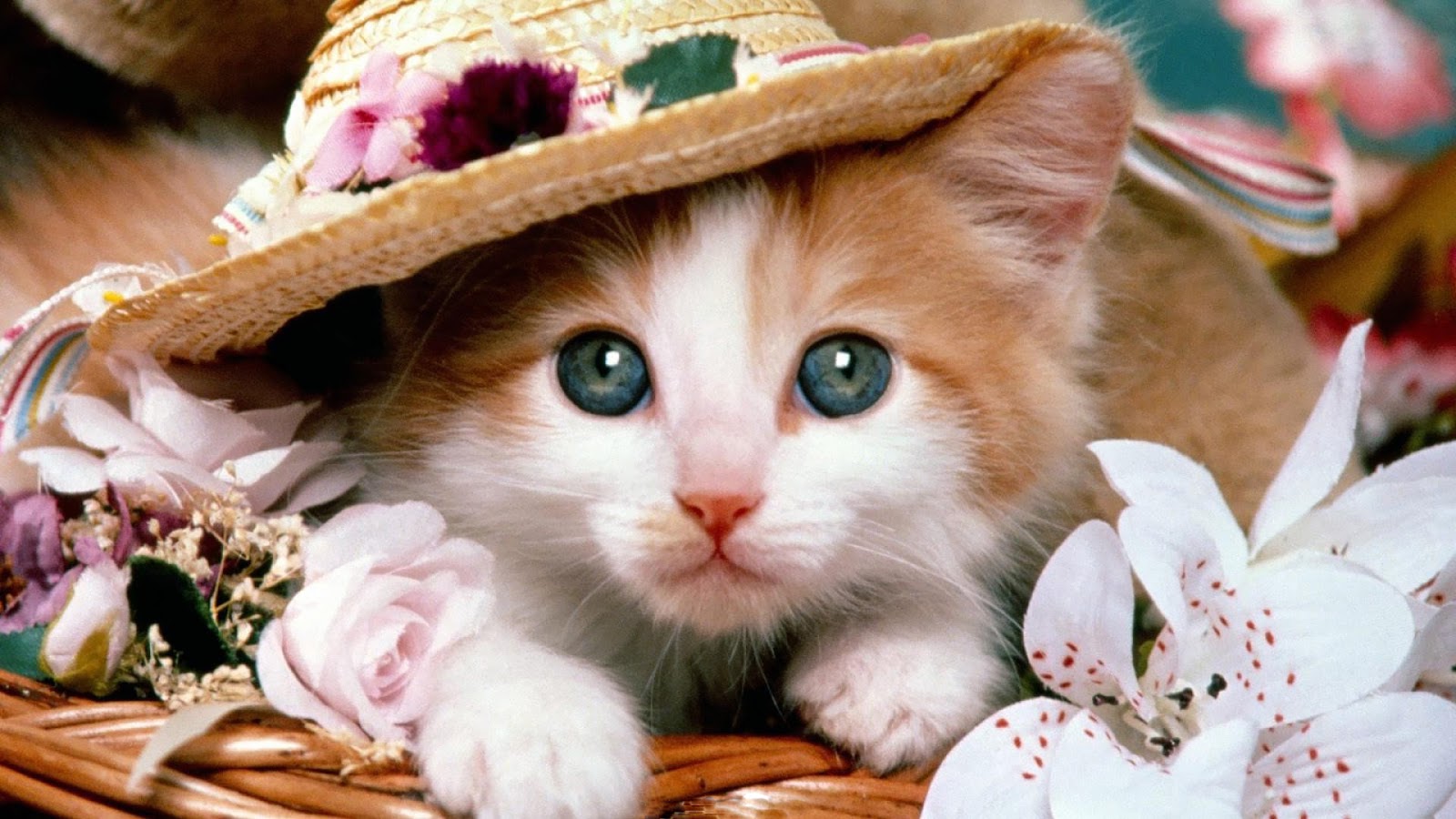 50 Gambar DP BBM Kucing Lucu Imut Gemesin Berbagai Gadget