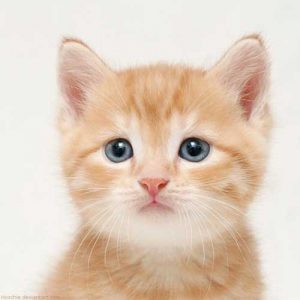 100 Gambar dp bbm kucing lucu dan gemesin 1