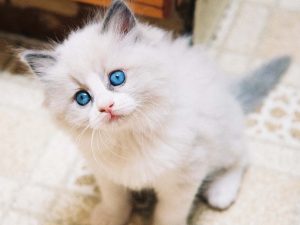 100 Gambar dp bbm kucing lucu dan gemesin 18