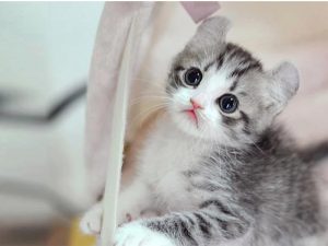 100 Gambar dp bbm kucing lucu dan gemesin 29