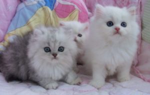 100 Gambar dp bbm kucing lucu dan gemesin 9